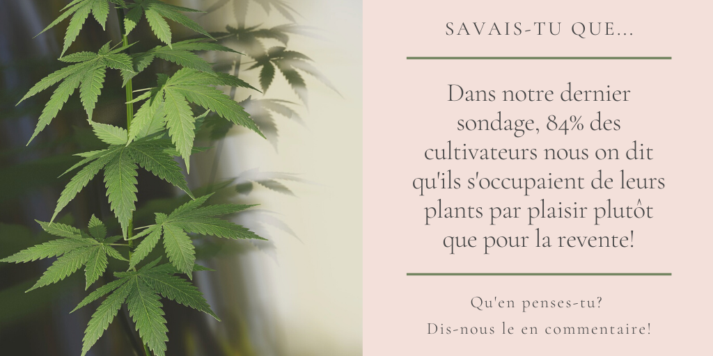 WorldWideWeedQC's tweet photo. Dans notre dernier sondage, 84% des cultivateurs nous on dit qu’ils s’occupaient de leurs plants par plaisir plutôt que pour la revente! Qu’en penses-tu? Dis-le-nous en commentaire!

#cannabisculture #CannabisCommunity #weed #survey #420communit #research https://t.co/K8kPmoGgJ3