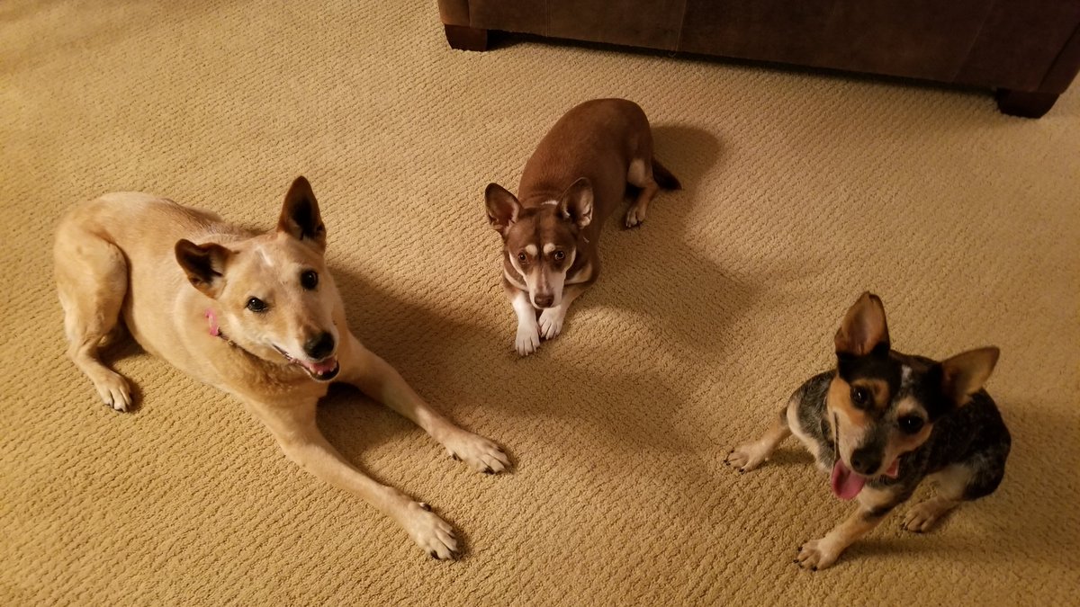 8StateKate's tweet photo. @ChickenSoupSoul A6: Cayenne and Herbie have helped me welcome Audrey, who was afraid of just about everything. With their help, Audrey is thriving and learning and growing, in spite of the summer fireworks! #CSSTheMagicofDogs https://t.co/G4a8oIF21P