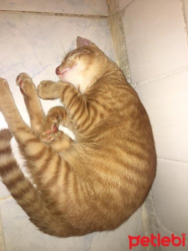 petlebi's tweet photo. #İzmir #Kedi Alerjimiz Var #Acill #Yuvaaa!! https://t.co/X173zFROZg https://t.co/XB84owHjun