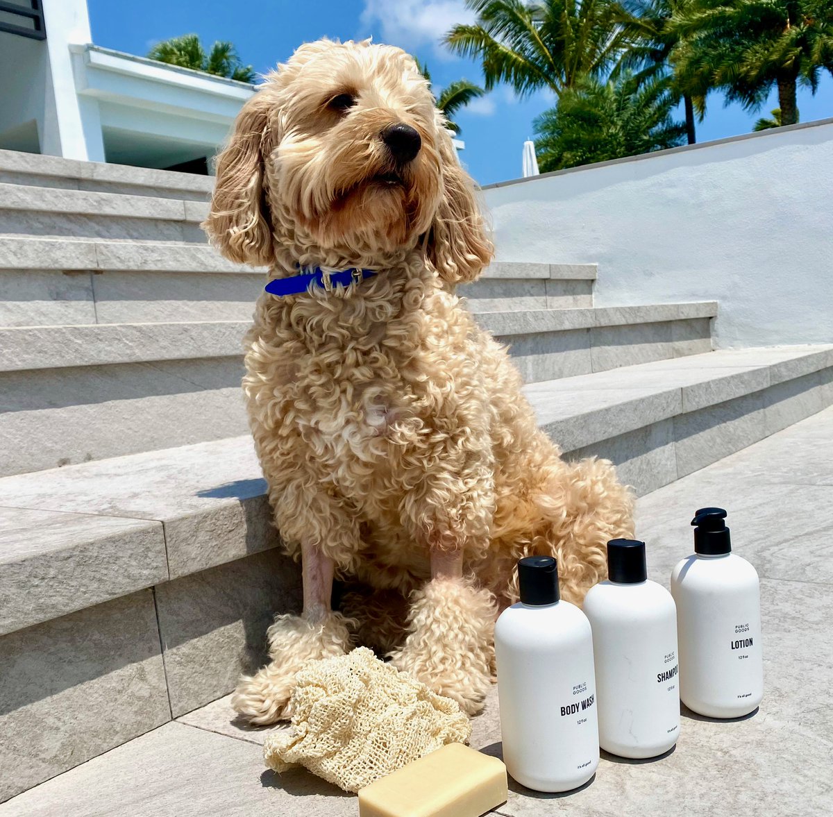 DeborahDiMare's tweet photo. As a cruelty-free designer, the challenge is to find products that meet my ethical, vegan &amp; healthy standards. So, I’m really psyched to teach you about @GetPublicGoods - check out this link to watch a video I put together for them: https://t.co/aEog06ASjA
 #DiMareDesign https://t.co/VEYkuR5AjO