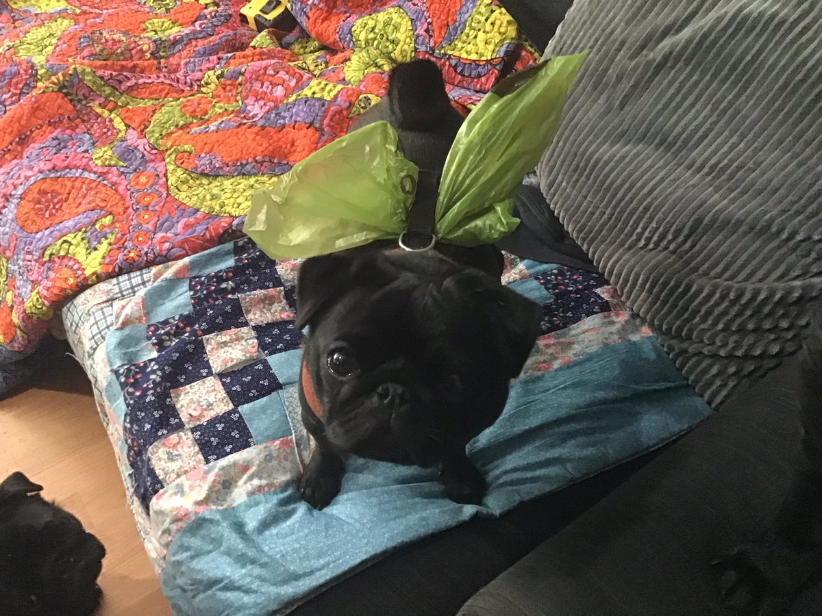 MadleeRage29's tweet photo. I supposedly come with my very own poo bag 😝#PoopyPoppy https://t.co/JYA5w4MM2c
