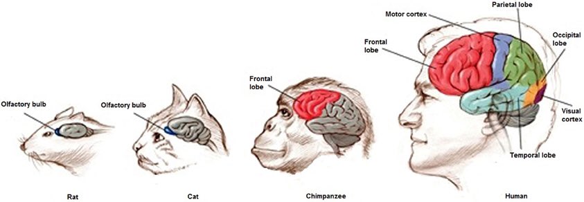 5The differences between monkey brains and human other than the slight variance in shape is enlarged frontal and parietal lobes or frontal cortex which allow us to problem solve and understand complex situations. Additionally we use slightly more neurons within our hemisphere