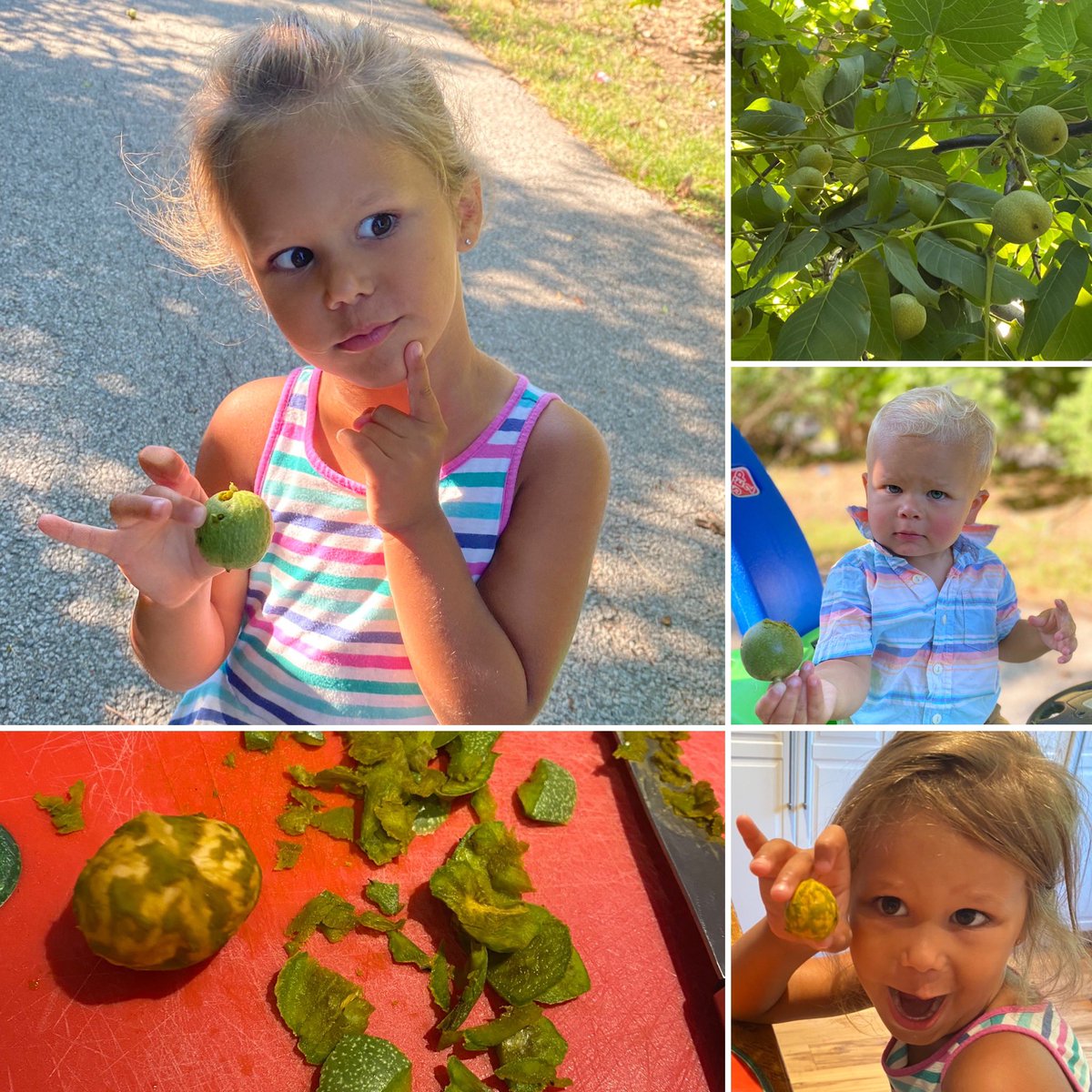 elizabethwild82's tweet photo. While on our morning walk, we had an โI WONDERโ moment. We saw these fruits growing on a tree and they made us CURIOUS...what kind of fruit is this? We gathered the fruit, took it home to cut open, and we discovered that itโs a...WALNUT! #Learningthroughdiscovery #inquiry https://t.co/koqMqlIBLx