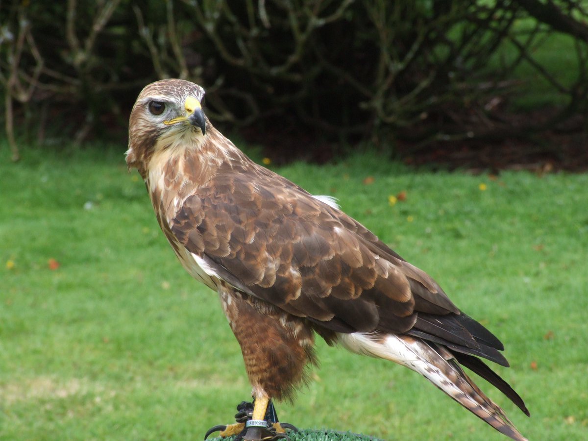 Kintailbop's tweet photo. Buzz making sure I get his best side. #myargyll #loveargyll #lochaweside #southlochaweside #lochawefalconry #lochawefalconryexperience #falconrylochawe #argyllbeback #buzzard #nativebirdsofprey https://t.co/CiSI9kokXC