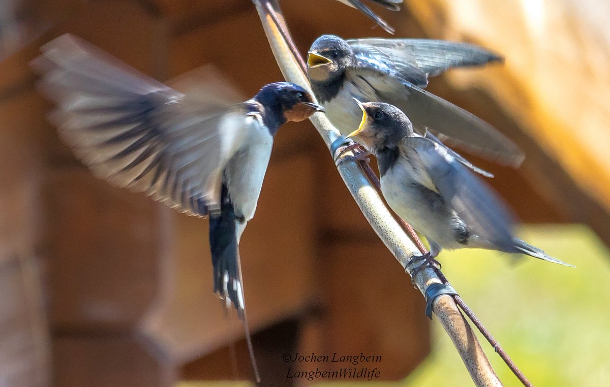 JochenLangbein's tweet photo. Lots of hungry mouths to feed outside my office window. Like the pose - another 100 shots and I maybe I'll get one that also stays sharp ! #swallows #fledlings #bird @SIBirdClub @Natures_Voice https://t.co/slRT2xtDJt