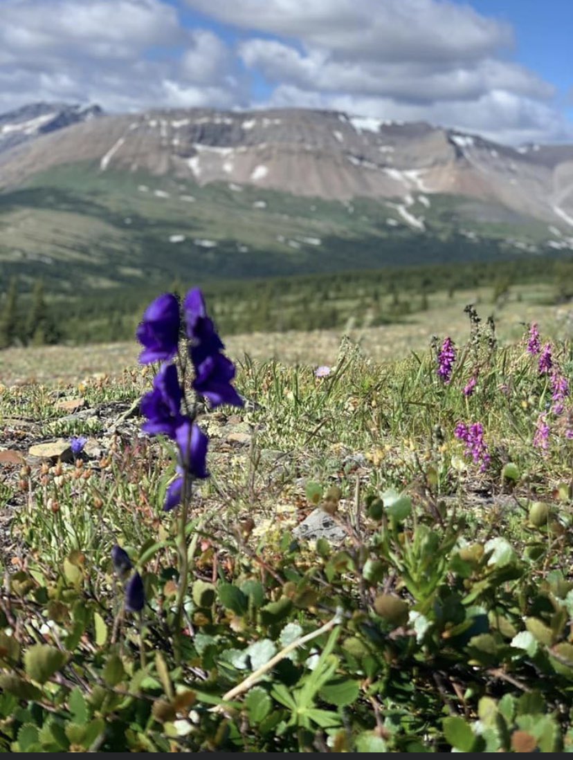 MrsKeay's tweet photo. I spent the weekend at the lake while my niece went hiking. I think she had the better view... I should have went hiking instead of all the βworkβ that a permanent lake lot brings. #ineedsomehikingtherapy #mountaingirl #canadianrockies #cardinaldivide or #lesserslavelake https://t.co/KWnJkpvkPy
