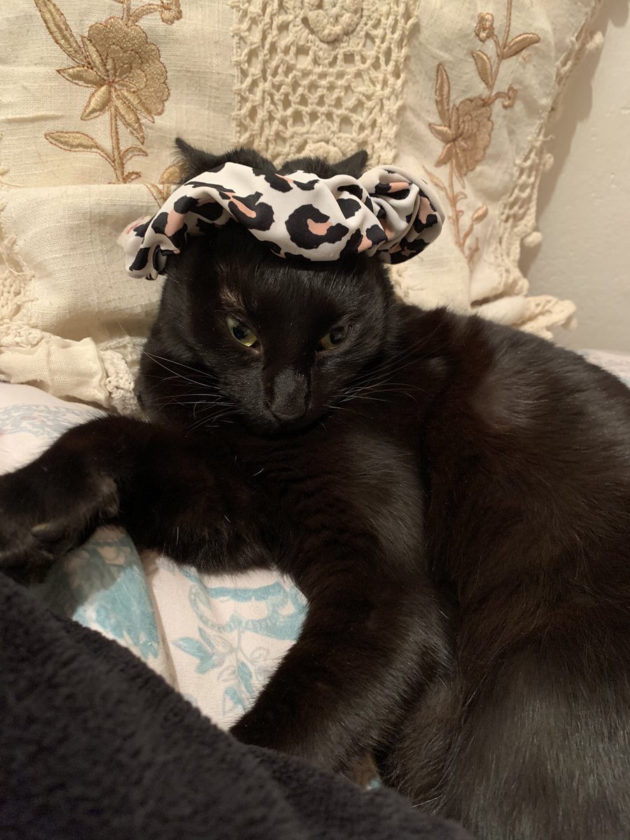 Mi humana me tiene para la risa :c pero igual la kiero mucho😍 <a href="/gatitos_qctd/">✨ Gatitos que curan tu depresión ✨</a>