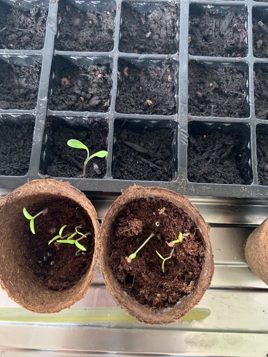 SusanHa20205165's tweet photo. So I got into work today and was greeted by this little ones. We will soon have some tomatoes for the service users on Oakburn to enjoy @KateDolan15 @OTBdcft https://t.co/JmBDbjc1UW