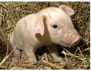 CritterChatter's tweet photo. Which is the real pig? #AnimalScienceAnnual, #ASAS, #CSAS, #Virtualanimalscience2020 https://t.co/8bD99SJz5J