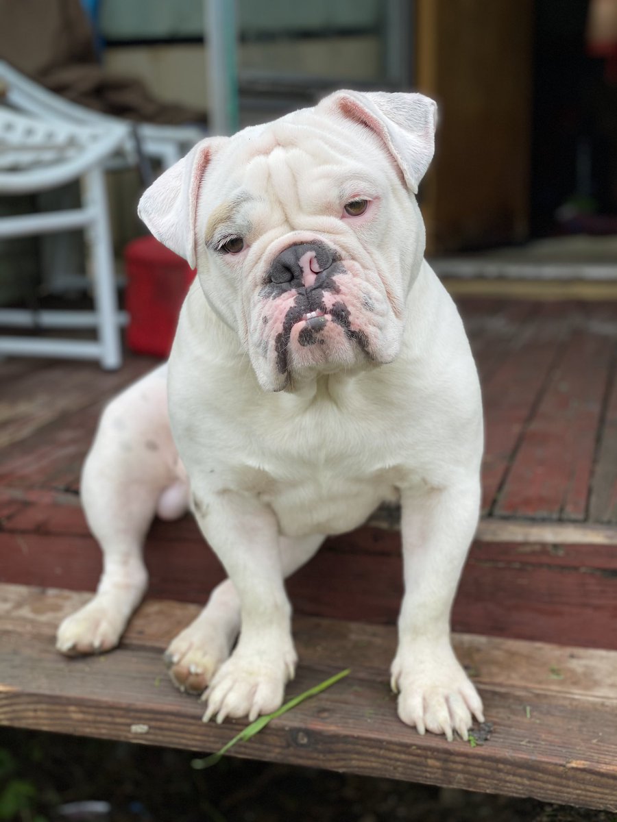 jimmyCSretail's tweet photo. @VanyNadi Tank 🐶 https://t.co/VhpWqcfvK8