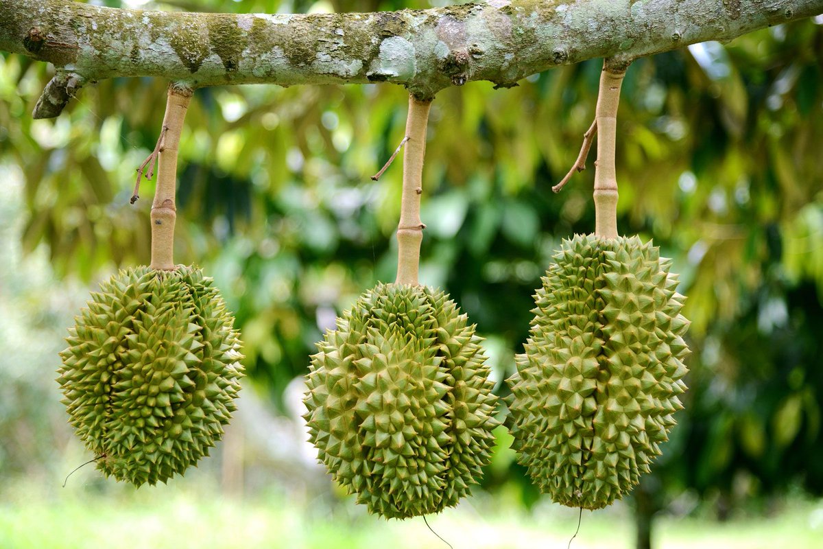 Durian fruit might be famous for an aroma that can evacuate buildings, but in the wild the smell does a brilliant job at attracting animals such as orangutans, which go wild over the unique-tasting fruit and deposit its seeds far from the parent tree. (Durio zibethinus)