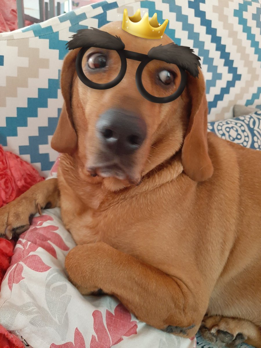 emihkh's tweet photo. Mi 🐶🤩 hermanito https://t.co/tQljXioTOx