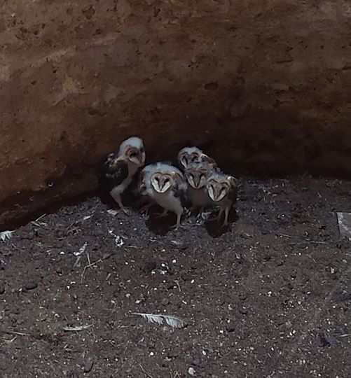 BRConservancy's tweet photo. These juvenile barn owls are roosting in a silo on a farm in Alleghany County! The farm is permanently protected by a conservation easement, safeguarding this roosting site for owl generations to come. #wildlife #conservation #workingfarms #conservation #agriculture #owls https://t.co/31vEZPBmbl