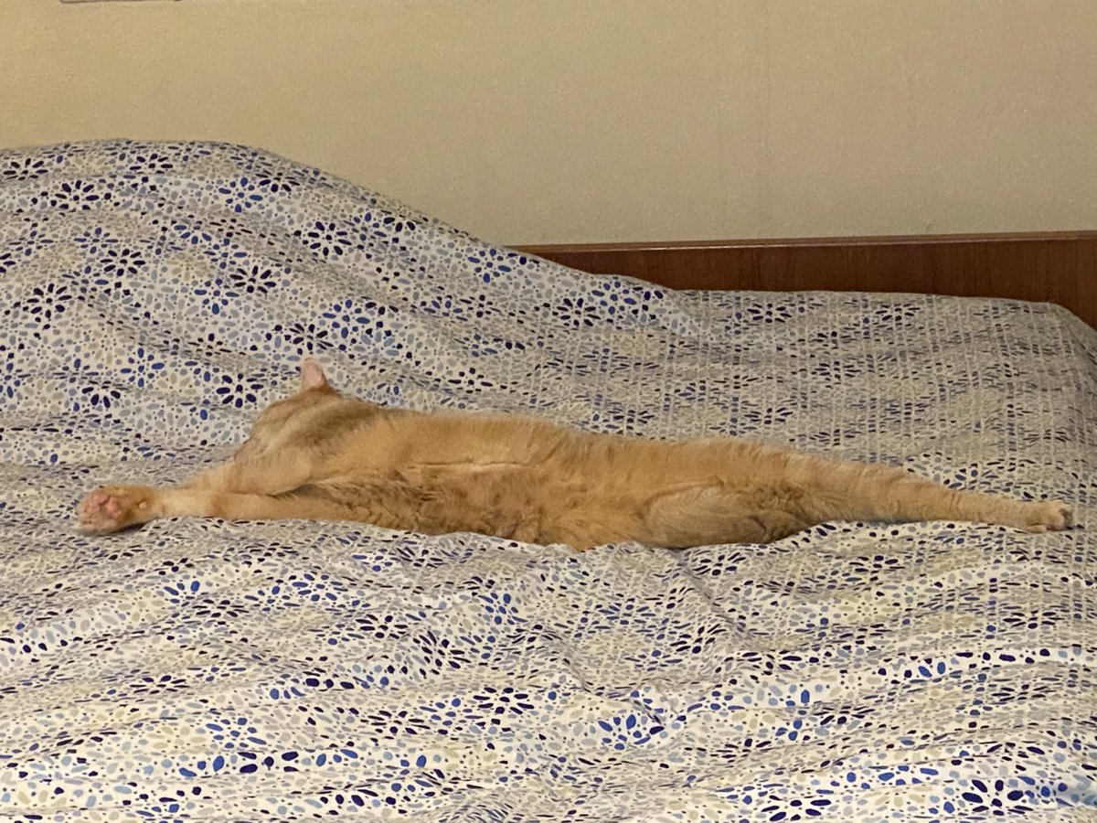 Bethrich52's tweet photo. #StretchCat https://t.co/SjpD2A0cRO