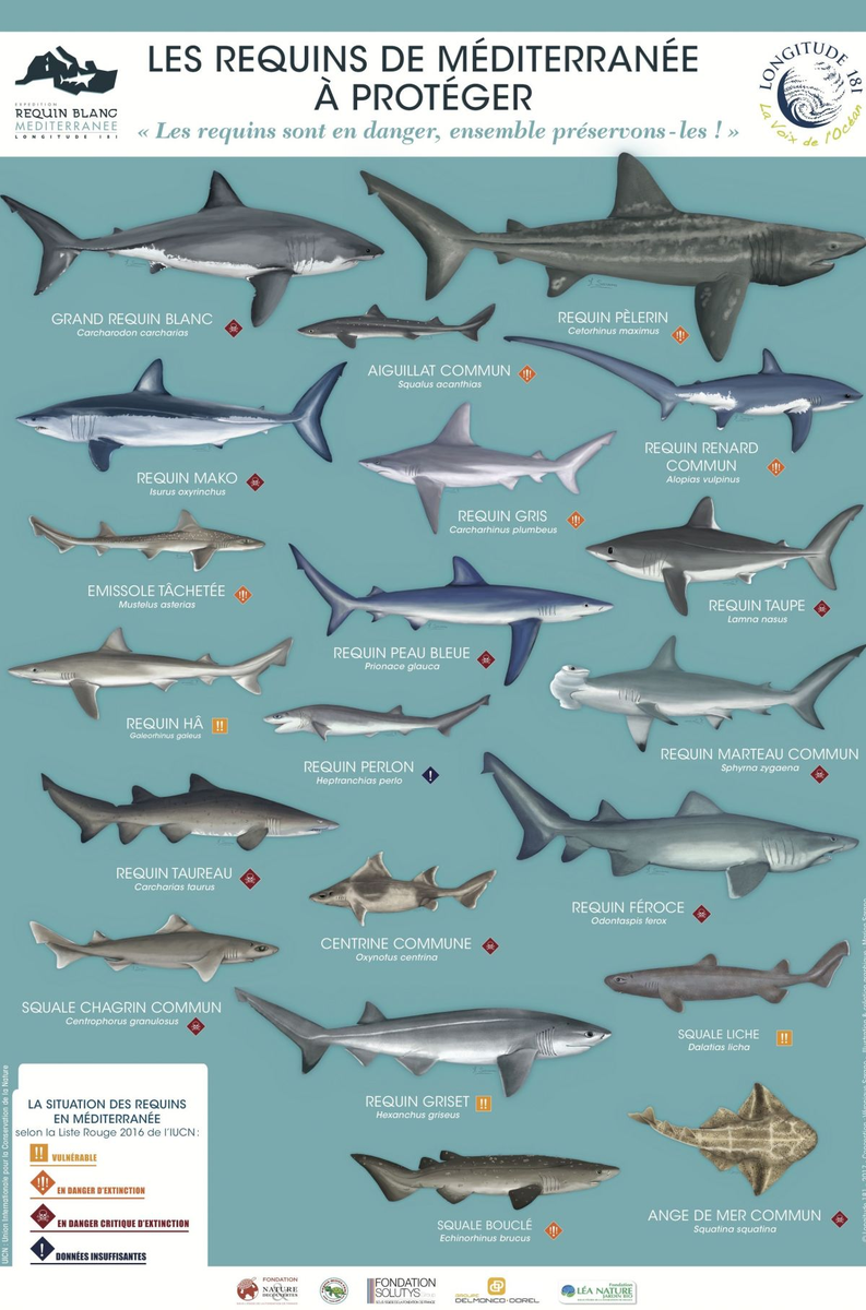 May Houda On Twitter Ce Matin Au Port De Ghazaouet Un Requin Et Si Oui Pourquoi Le Pecher Podzeidoon Algerie Peche