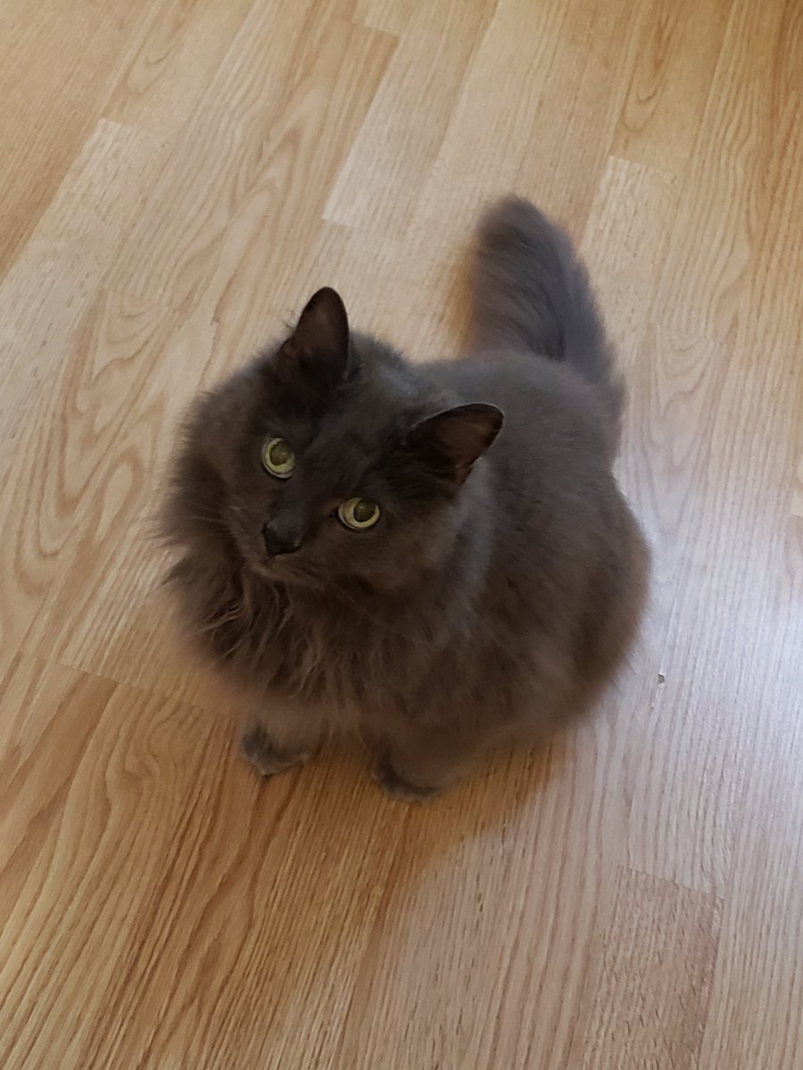 Beccalikesstuff's tweet photo. My boy has officially started showing many signs of being a senior kitty and i am having a hard time adjusting https://t.co/3GLffaMVmg