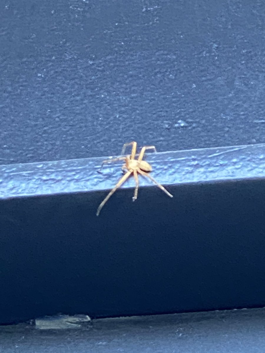 ooliveram's tweet photo. @Arachno_Cosas hola sabrias si esta araña es peligrosa ?? https://t.co/tc5zudbmX8