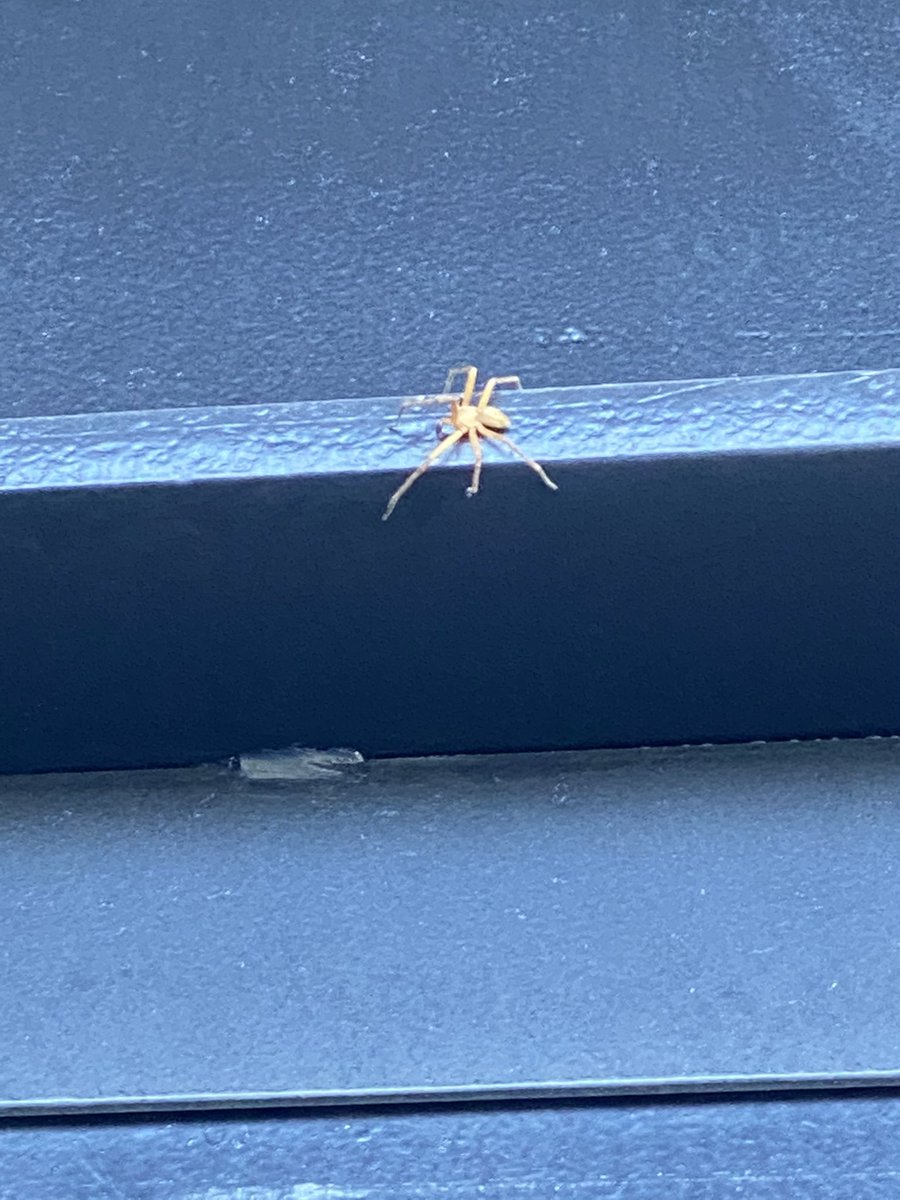 ooliveram's tweet photo. @Arachno_Cosas hola sabrias si esta araña es peligrosa ?? https://t.co/tc5zudbmX8
