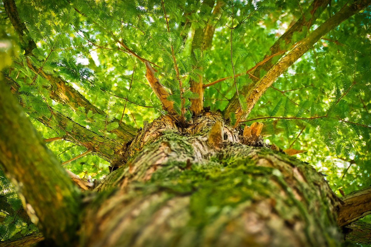 arboles_magicos's tweet photo. "Verde es el color principal del mundo, y a partir del cual surge su hermosura".
Pedro Calderón de la Barca https://t.co/biE5jzfuCN