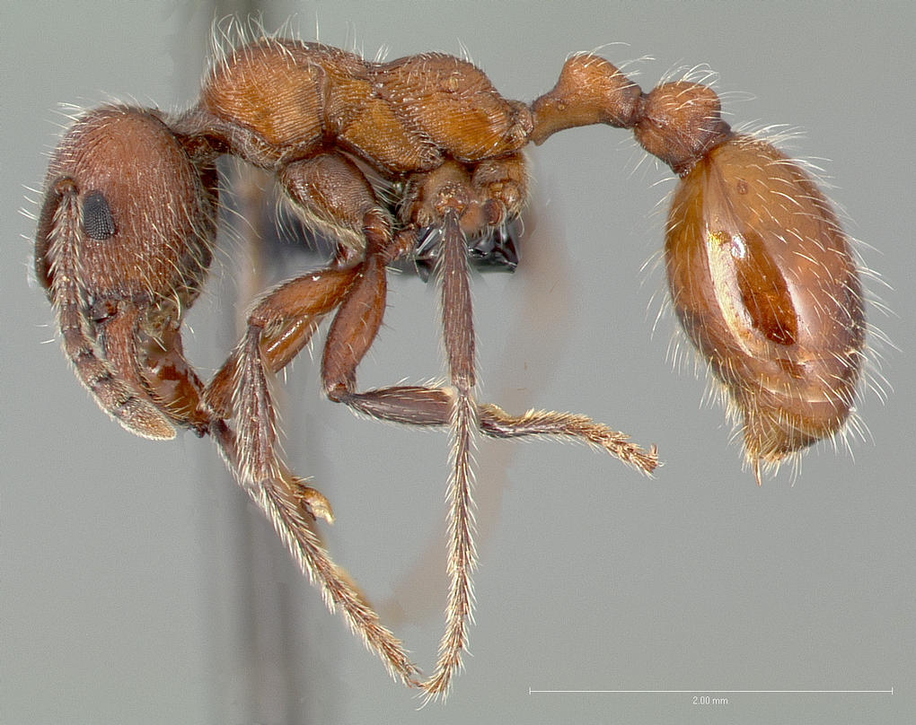 LonginoJack's tweet photo. Manica invidia: Poor invidia. These were common underfoot on the @UUtah campus 50yrs ago &amp; along the Jordan River. They liked open weedy areas. My guess is it got run out by the invasive pavement ant (Tetramorium), which now owns the city. #AntsRule #LonginoLab #AntsoftheWasatch https://t.co/iE2hBy4ceG