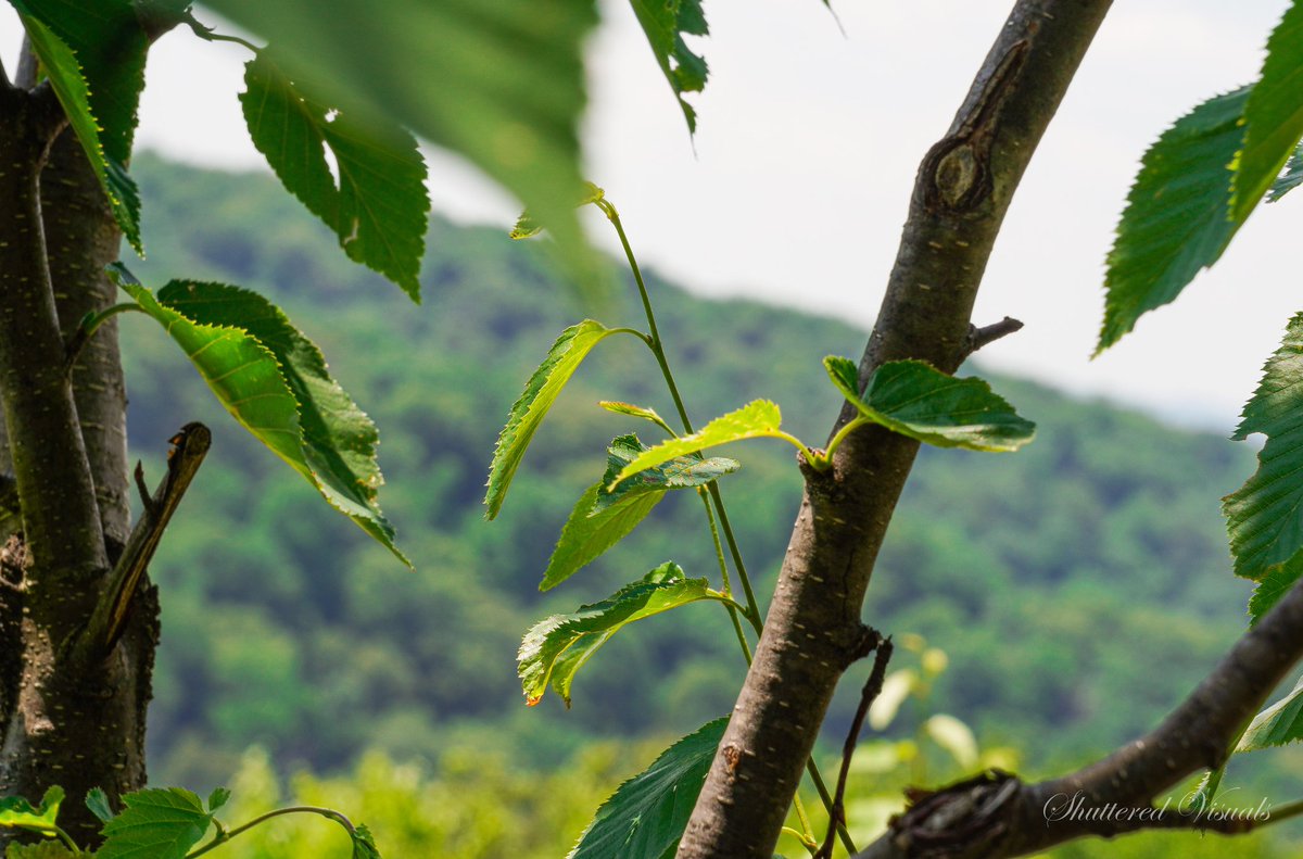 CastellanosPho1's tweet photo. #nature #naturephotography #naturephotos #naturelove #explorenature #wander #wanderlust #explore #exploremore #leaf #leaves #tree #sonyalpha #sony #photographer #alpha6100 #sonyalpha6100 #sonyphotography #hiking #hikingadventures #hike #laurelmountain #wolfrock https://t.co/m4BoHW15NX