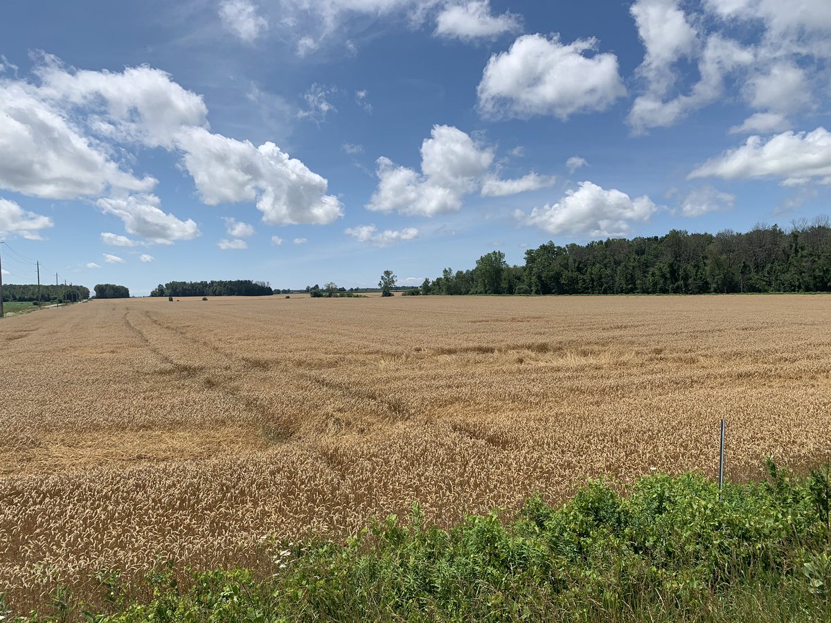 Found a multi-km tornado-like damage path starting at Hwy 4 north of Blyth and extending off-and-on damage in a single path through to Cranbrook (including south of Brussels).

Owner reports seeing a visible tornado crossing the field before causing structural damage. #onstorm