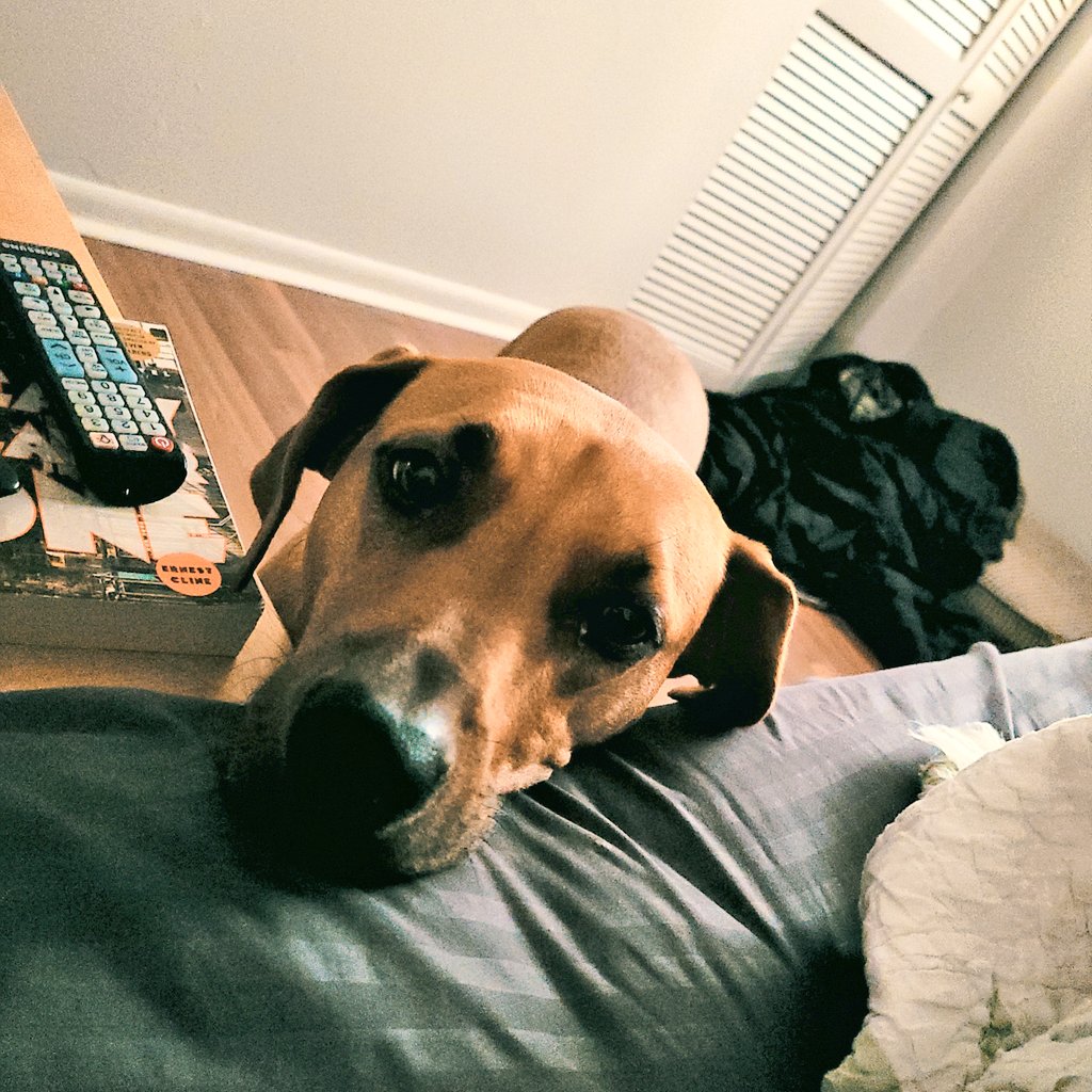 Jackson The Puppy Dog tweet media