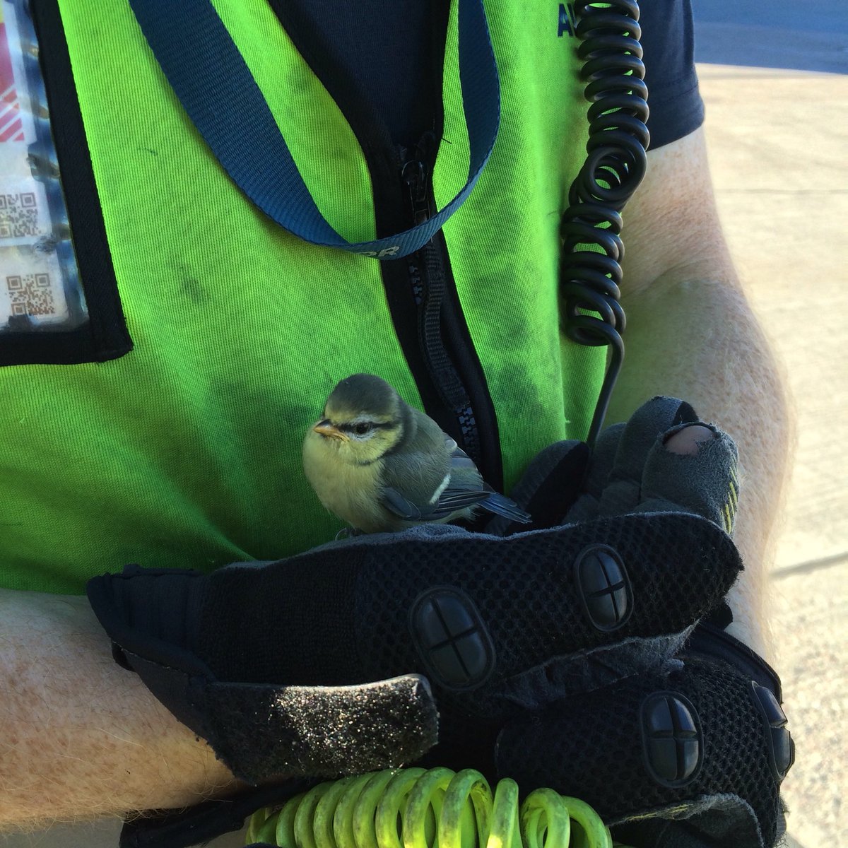 celticswede's tweet photo. All bar none in the aviation business care so much about wildlife and pets it’s really heartwarming. Found this little fella on the Pan and carried him to safety #LoadmasterLife ✈️ ARN Stockholm 🏴󠁧󠁢󠁳󠁣󠁴󠁿🇸🇪🇪🇺 https://t.co/BWIEAT3qLU