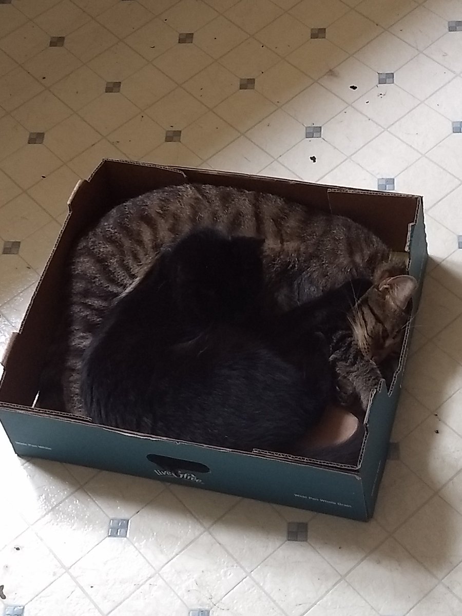 BlueAmp's tweet photo. Box full of cuddlebugs ☺️ https://t.co/sKLmK9ZzKs
