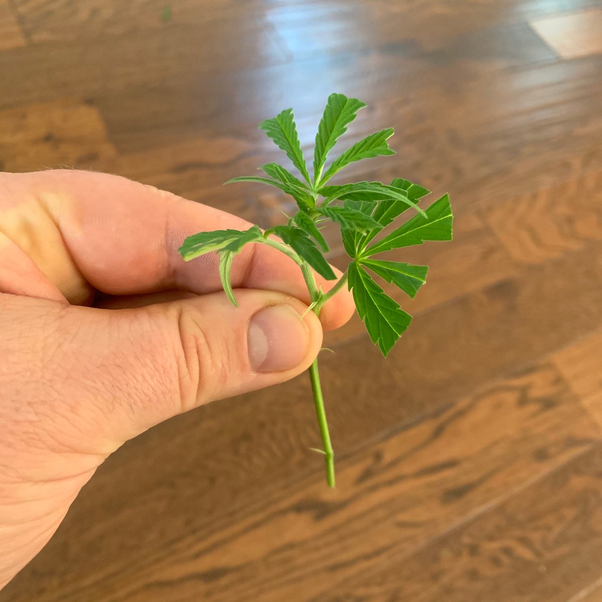 Now we trim back the laminae - the leaf bladesBy trimming these back, we reduce the amount of leaf material on the plant - which actually reduces the plant’s ability to shed water (by removing stomata)Approximately 1-2 dollar coins worth of leaf surface area is sufficient