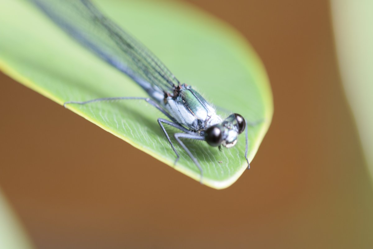 RhainerGuille's tweet photo. #LatinoConservationWeek We are a group of researchers from South America working on insect conservation. Good to see other latinx in #LCW2020! Visit our lab page https://t.co/TwkEwxm8M1 https://t.co/Nwonh6N7x7