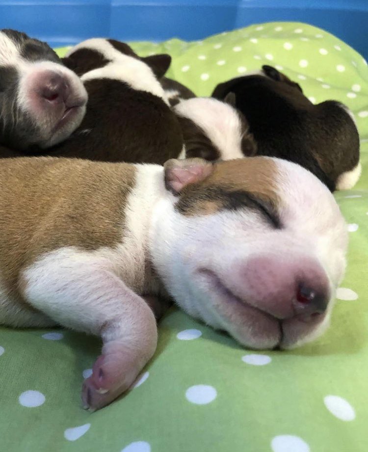 GiddyTwinkle's tweet photo. We could all use a dose of “I CAN’T EVEN...” on this Monday afternoon! #puppies #CutenessOverload #peaceandpawsdogrescue https://t.co/A3o4DIdk5f