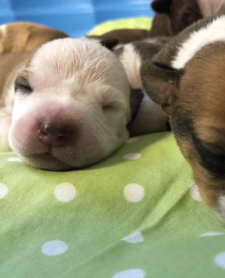 GiddyTwinkle's tweet photo. We could all use a dose of “I CAN’T EVEN...” on this Monday afternoon! #puppies #CutenessOverload #peaceandpawsdogrescue https://t.co/A3o4DIdk5f
