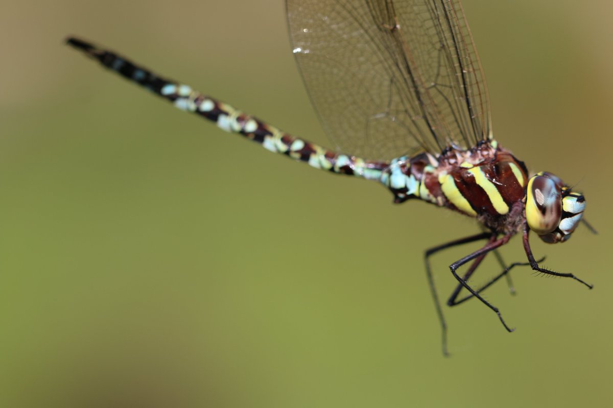 RhainerGuille's tweet photo. #LatinoConservationWeek We are a group of researchers from South America working on insect conservation. Good to see other latinx in #LCW2020! Visit our lab page https://t.co/TwkEwxm8M1 https://t.co/Nwonh6N7x7