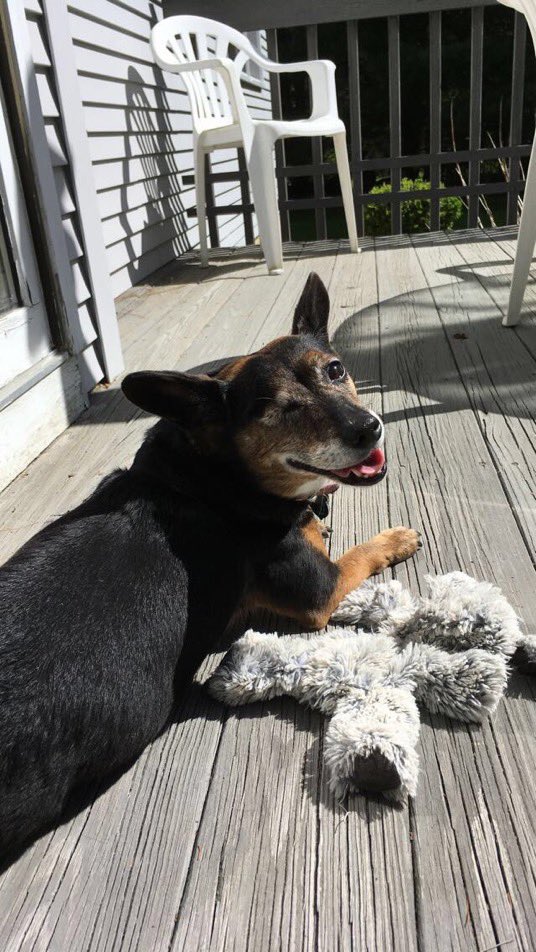 IvePetThatDog's tweet photo. I would love to pet Lady. She is 11 years old. She lost an eye due to glaucoma, but does well. Her tail always wags. She used to destroy toys. Now that she’s older, her stuffed Miss Bunny is a great friend. With her family and Miss Bunny, she watches the sunset on the porch. https://t.co/AtBEPTx0RK