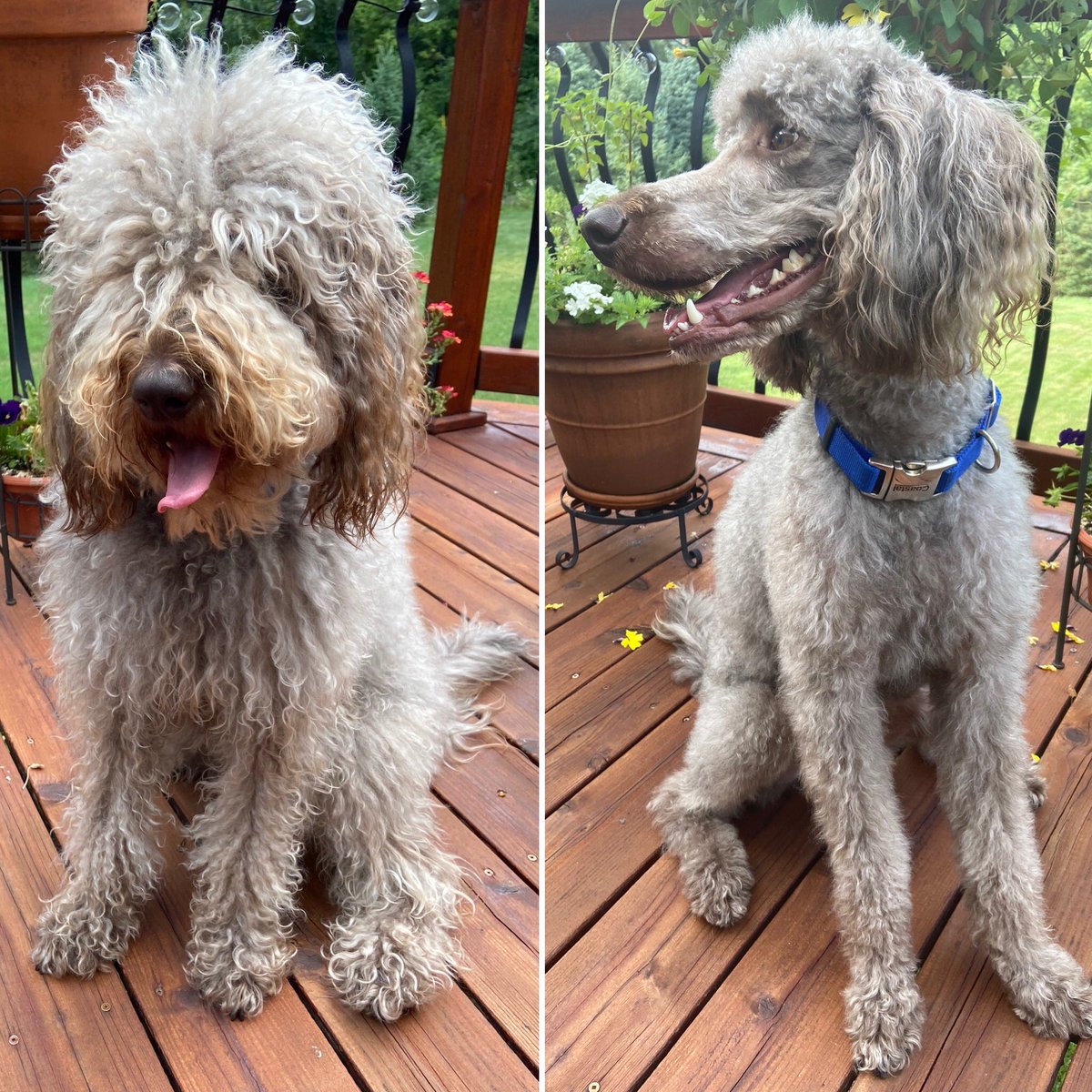 finn_support's tweet photo. 5 months and I’m free of all that extra hair! Phew!! https://t.co/7tTHUEXfhI
