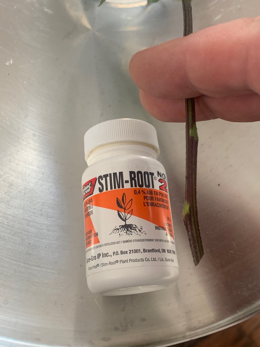 I prefer rooting hormone powder rather than gelI buy large bottles & refill smaller containers like these, there for keeping the source uncontaminatedTake the cutting out of the water, shake off the excess water so the stem is just a little moistHandle your stem thusly: