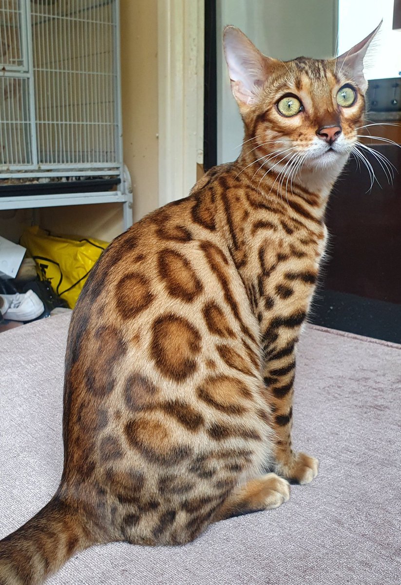 maddieslost8's tweet photo. Our baby girl willow she now 7 months old was happy when I got her 2 few months ago xx https://t.co/Cz7rXtbawR