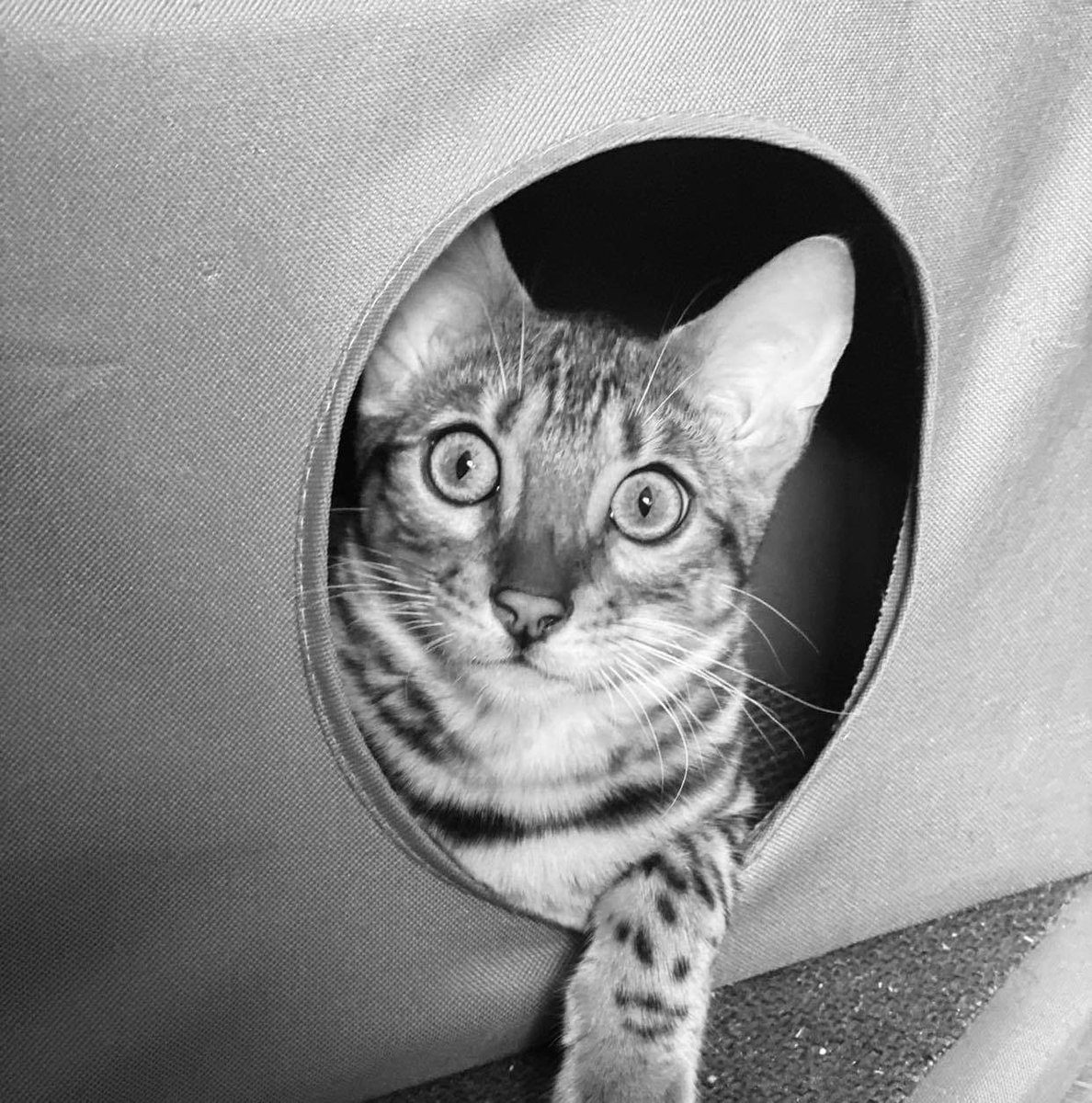 maddieslost8's tweet photo. Our baby girl willow she now 7 months old was happy when I got her 2 few months ago xx https://t.co/Cz7rXtbawR