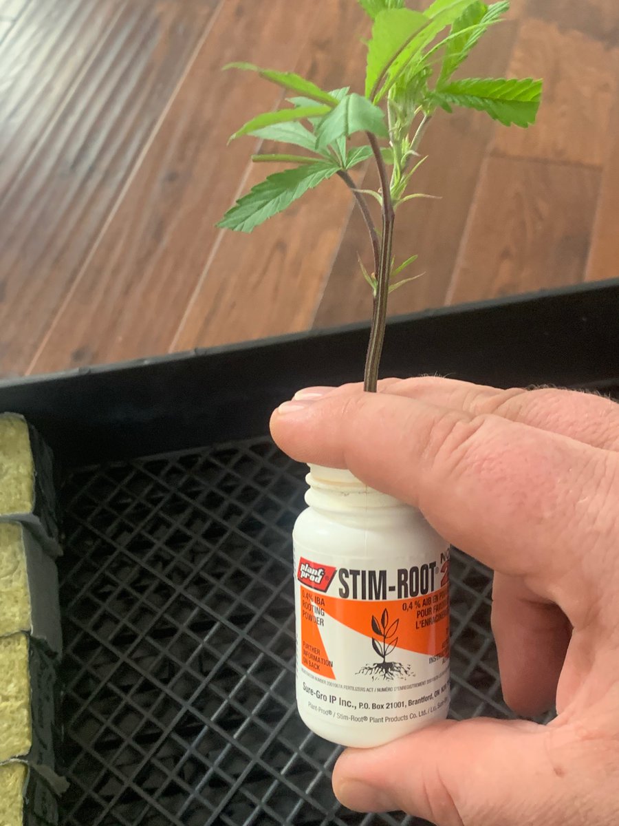 Dip the clone in the rooting powder, sealing the jar with your fingersI give it a little shake to completely coat the stem