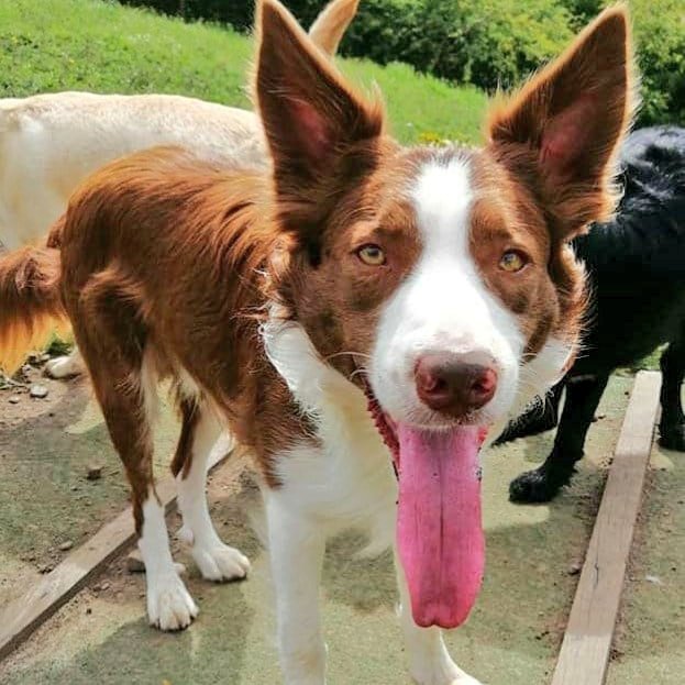 WoofWalkies's tweet photo. 💚 Monday madness in the fields with these happy pups 💜

#woofwalkies #doggydaycare #wrexham #northwales #dogsoftwitter #dogdaycare #labrador #spaniel #collie #monday #mondaythoughts #MondayMotivation https://t.co/8EtMPeYbBC