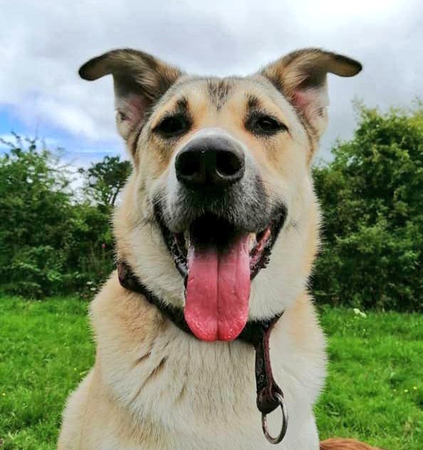 WoofWalkies's tweet photo. 💚 Monday madness in the fields with these happy pups 💜

#woofwalkies #doggydaycare #wrexham #northwales #dogsoftwitter #dogdaycare #labrador #spaniel #collie #monday #mondaythoughts #MondayMotivation https://t.co/8EtMPeYbBC