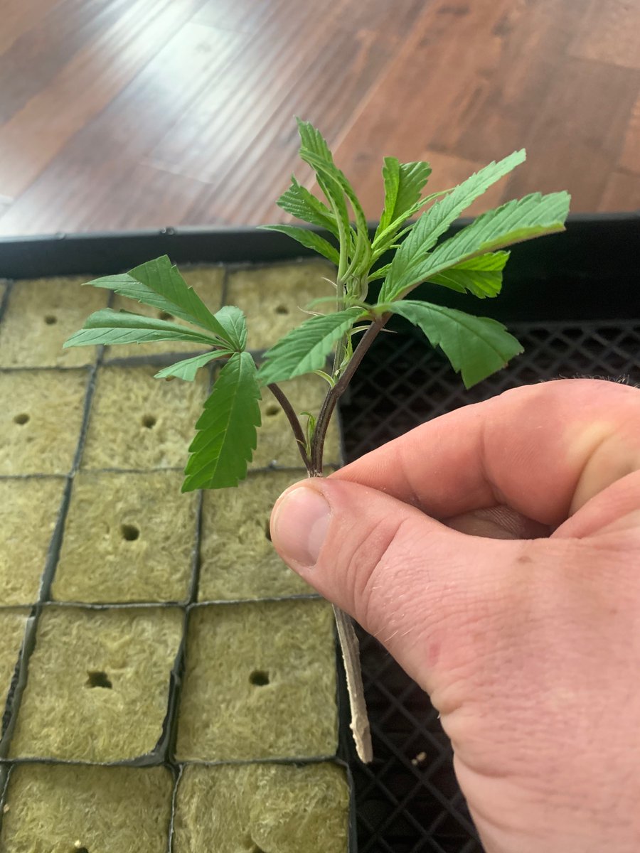 Cutting ready for planting in the medium (rockwool in this case)