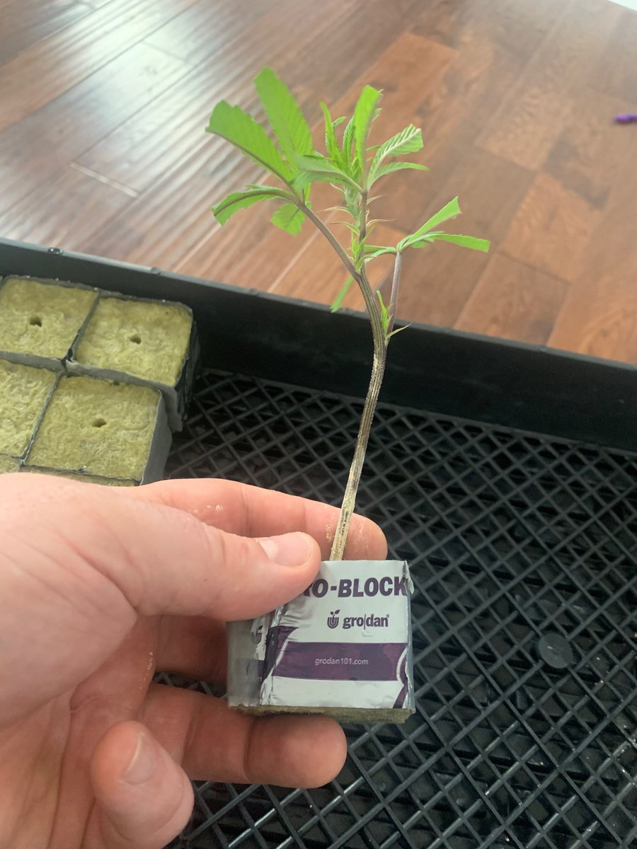 I like to hold the cube in such a way that I can feel when the step tip hits the bottom, then pull it back a little bit