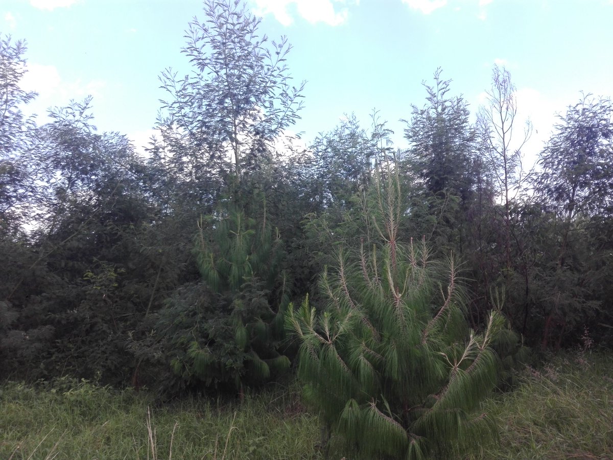 JSustForestry's tweet photo. Interested in competition and the effects of invasive species on plantations? Check out this recently published study examining the results of Acacia invasion in pine plantations in Tanzania.

Led by @nanyikakingazi1

https://t.co/o2PdIaHhM9 https://t.co/L2VpJDPGfE