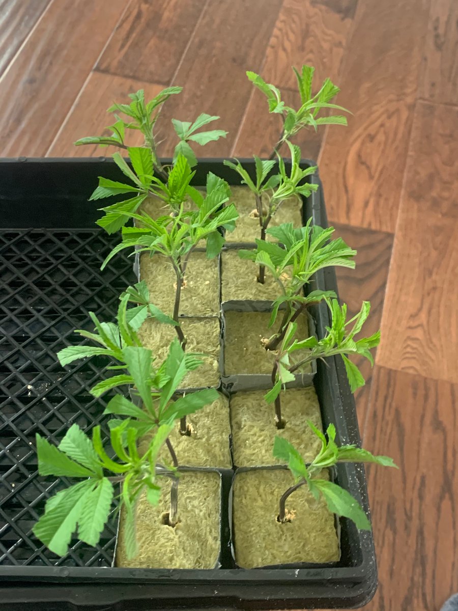 2 rows of the same cultivarDon’t forget to label your rows!!!So important to track clones to a given plant, you will never forgive yourself when you find “the one” & can’t ID the clone copy (trust me)  #NeverAgain