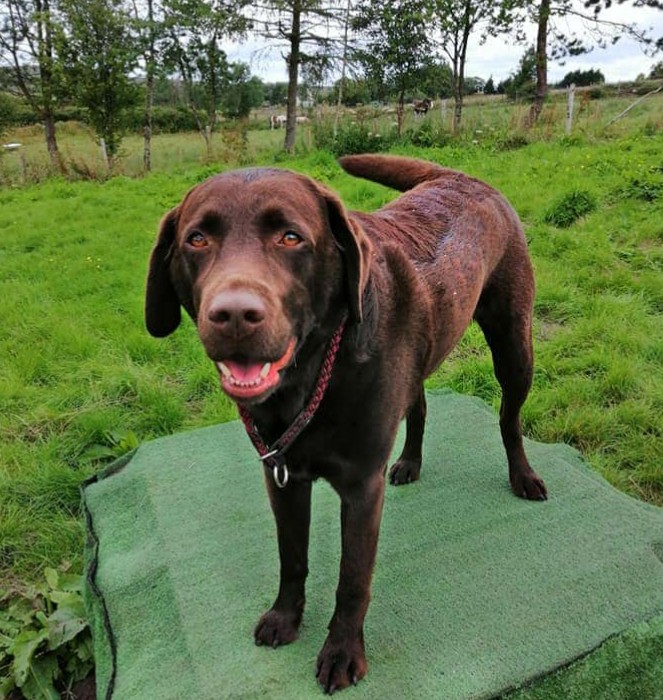 WoofWalkies's tweet photo. 💚 Monday madness in the fields with these happy pups 💜

#woofwalkies #doggydaycare #wrexham #northwales #dogsoftwitter #dogdaycare #labrador #spaniel #collie #monday #mondaythoughts #MondayMotivation https://t.co/8EtMPeYbBC