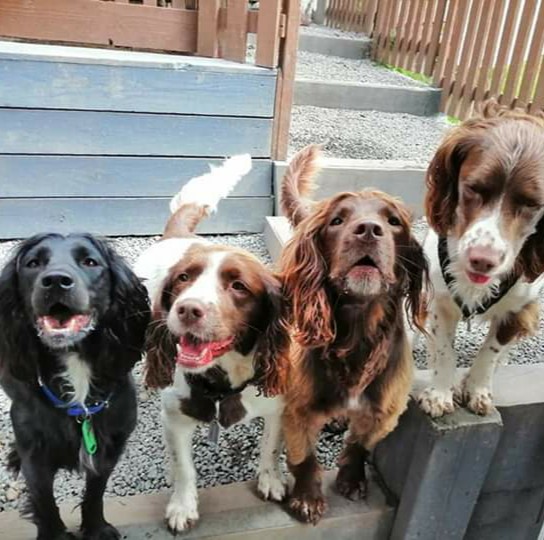 WoofWalkies's tweet photo. 💚 Monday madness in the fields with these happy pups 💜

#woofwalkies #doggydaycare #wrexham #northwales #dogsoftwitter #dogdaycare #labrador #spaniel #collie #monday #mondaythoughts #MondayMotivation https://t.co/8EtMPeYbBC
