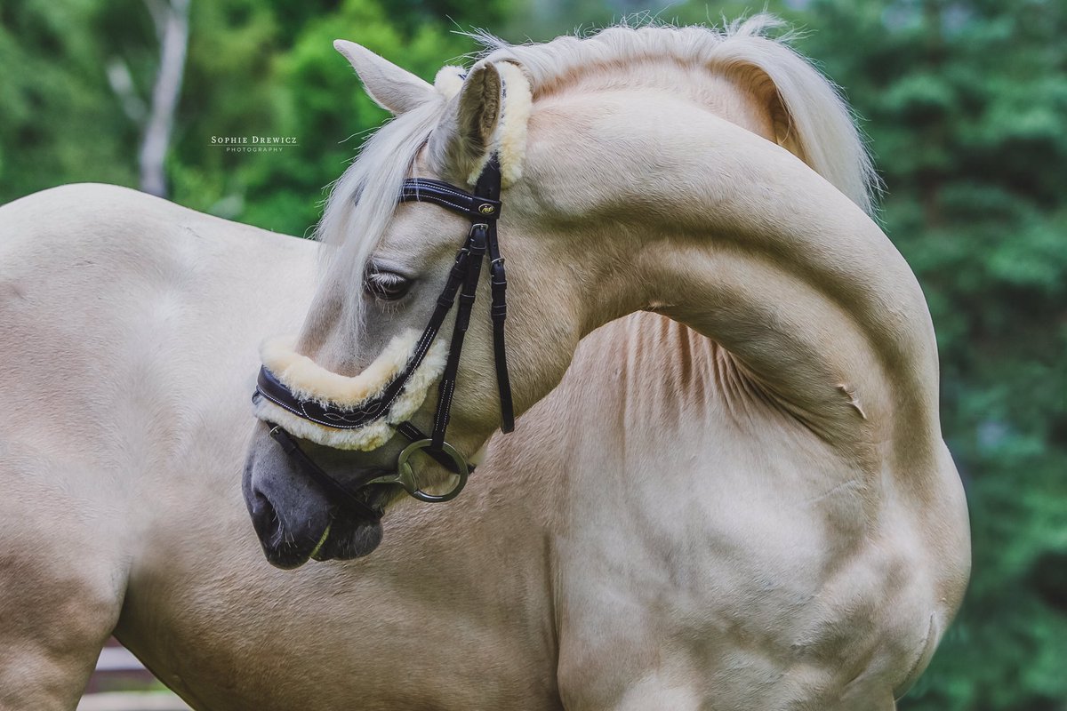 IceEquestrian's tweet photo. Any moment captured always tells a story••• 🥰🥰

Bella rocking our Kinzada Bridle which is British Dressage Approved (sheepskin comes off)

#photography #nature #equestrian #horses #photoshoot 
#iceequestrian #wearitwithice https://t.co/tO1aIET4xn