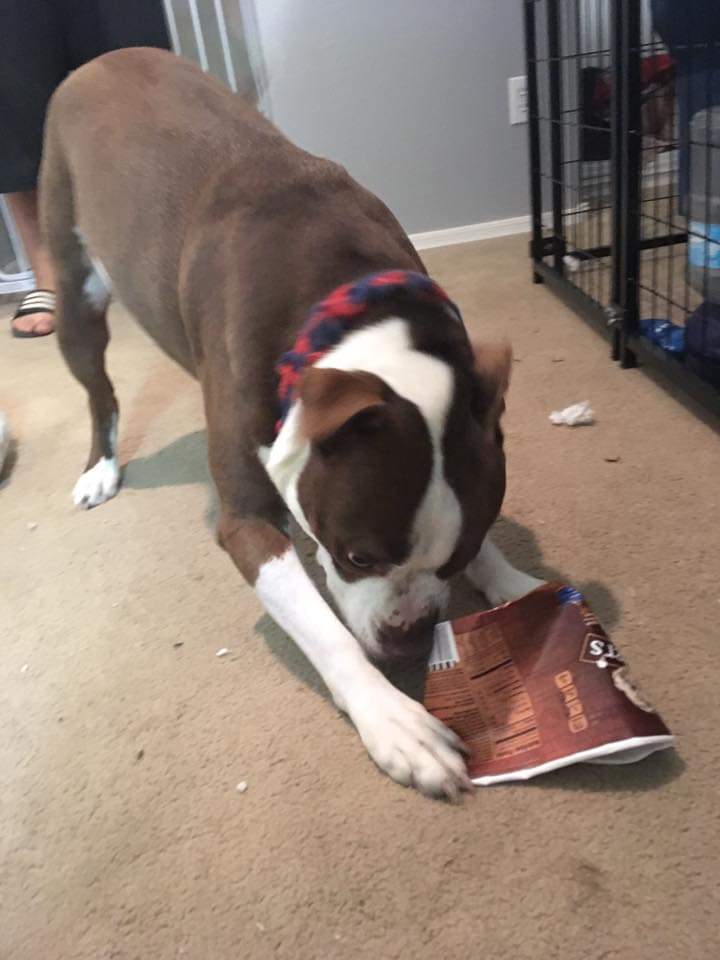 Phinny_da_Pitty's tweet photo. Photo 6 of 7 and photo 7 of 7 (I fawgots 😅). Today I nominate @_GoldenDoodle_  and @MalteseBuddy for the 7 day challenge ( one photo a day, no comment, no human and nominate another) #dogsoftwitter #7dayphotochallenge https://t.co/pgZLAipYJj
